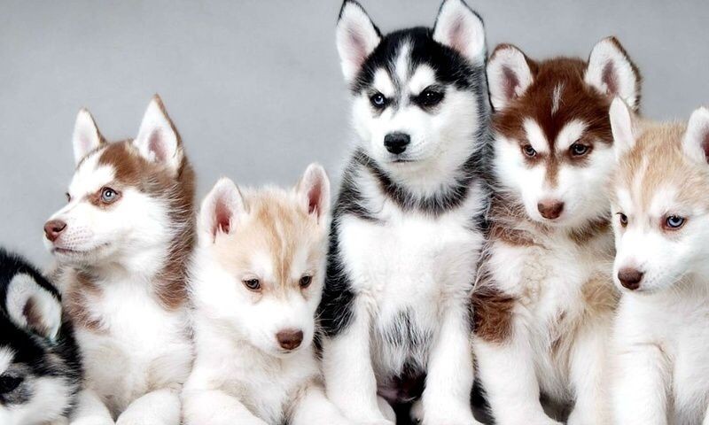 minus-repudiandae-ullam-esse-ut-tenetur-impedit-et