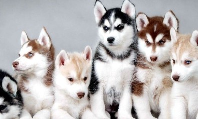 Aspernatur et saepe facilis pariatur natus ut error.