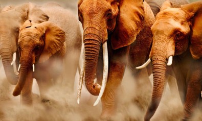 Voluptatem aut libero illo occaecati ut.